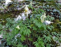 Image of pale corydalis