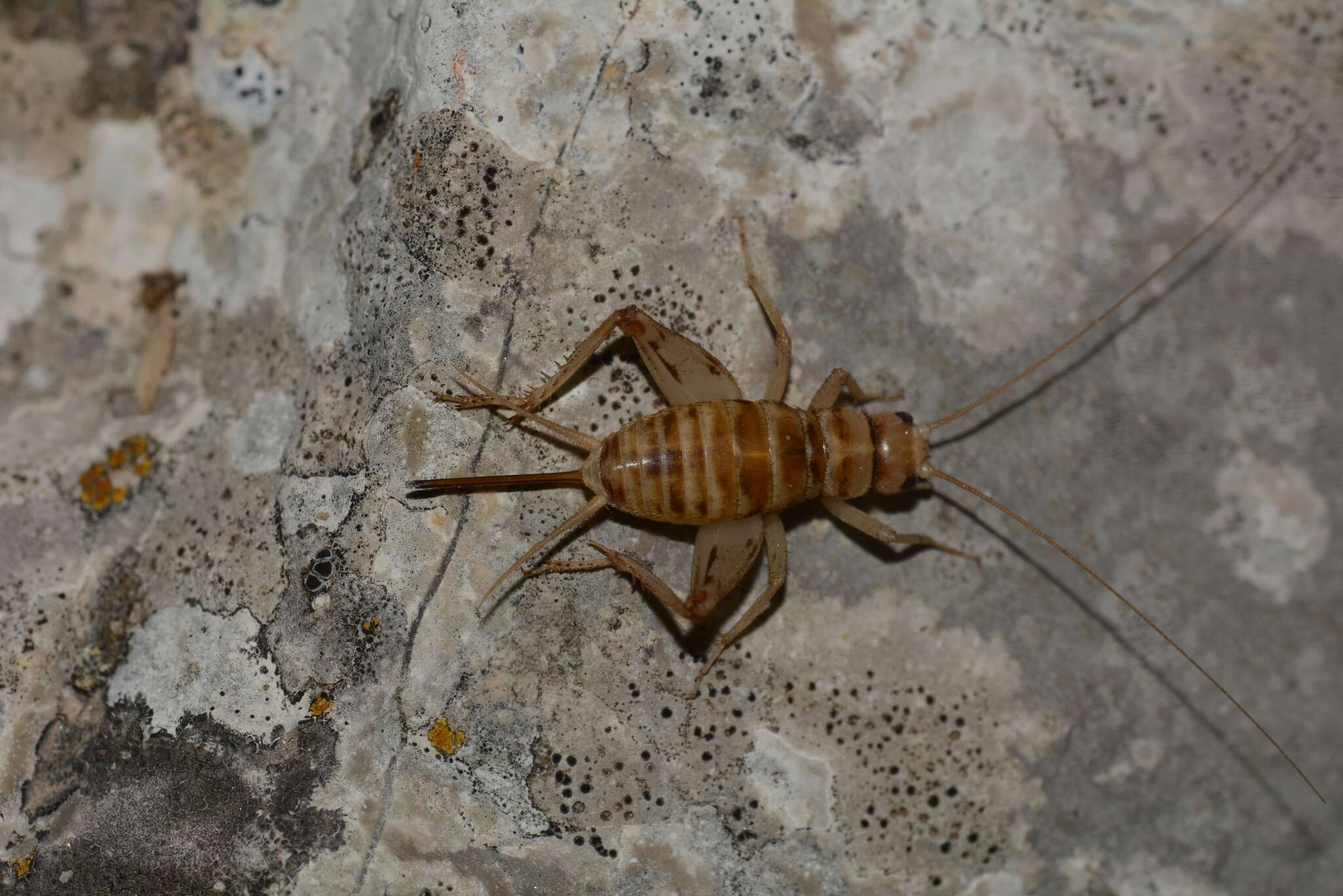 Image of Gryllomorpha (Gryllomorphella) uclensis subsp. uclensis Pantel 1890