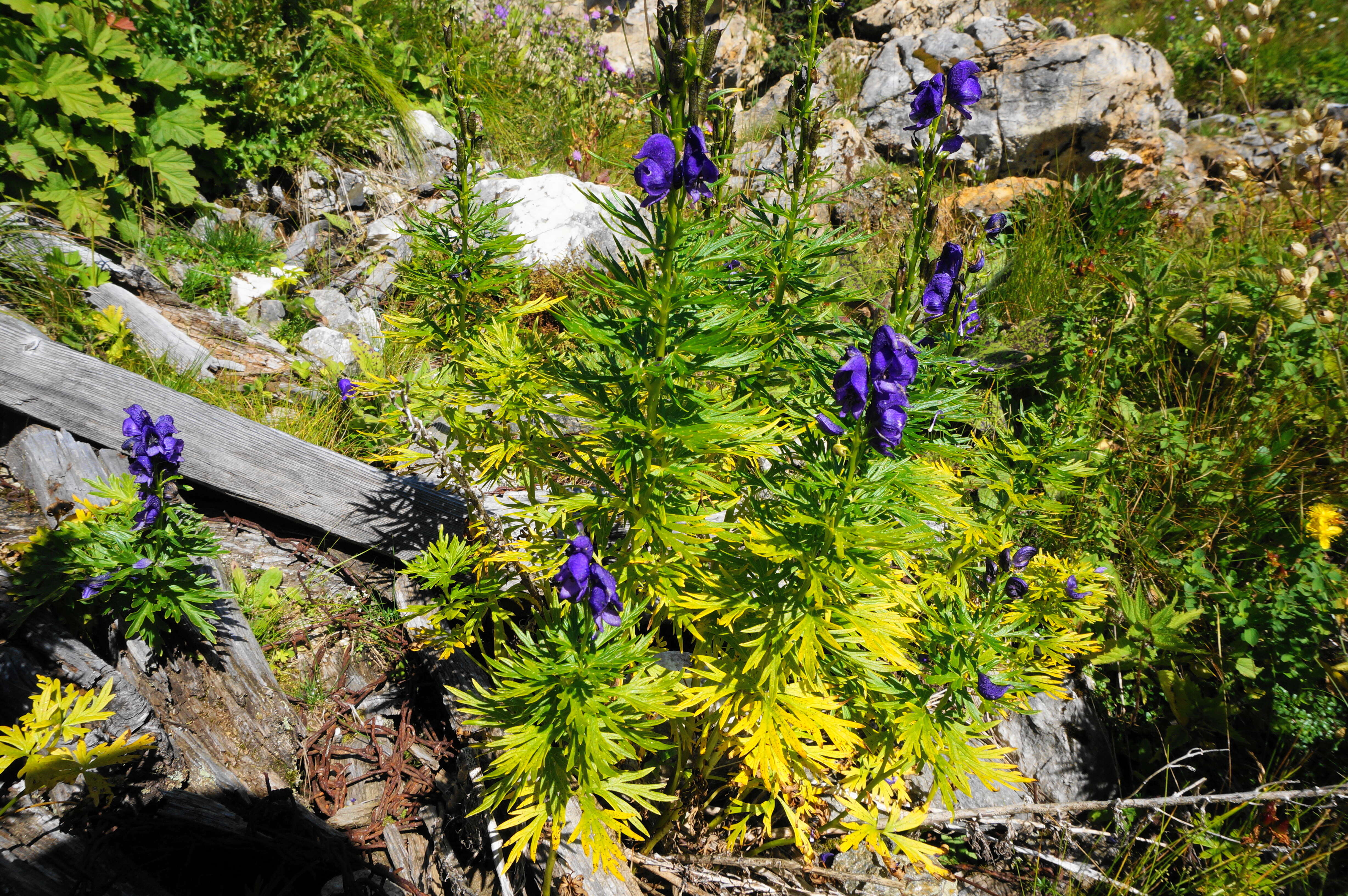 Слика од Aconitum napellus L.