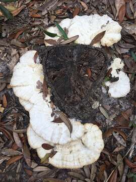 Image of Trametes cubensis (Mont.) Sacc. 1891