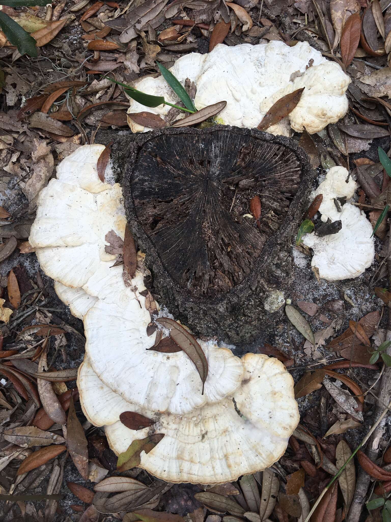 Sivun Trametes cubensis (Mont.) Sacc. 1891 kuva