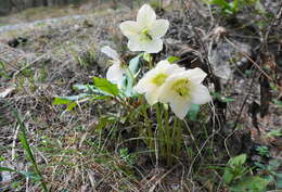 Image of black hellebore