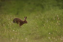 Image of brown hare, european hare