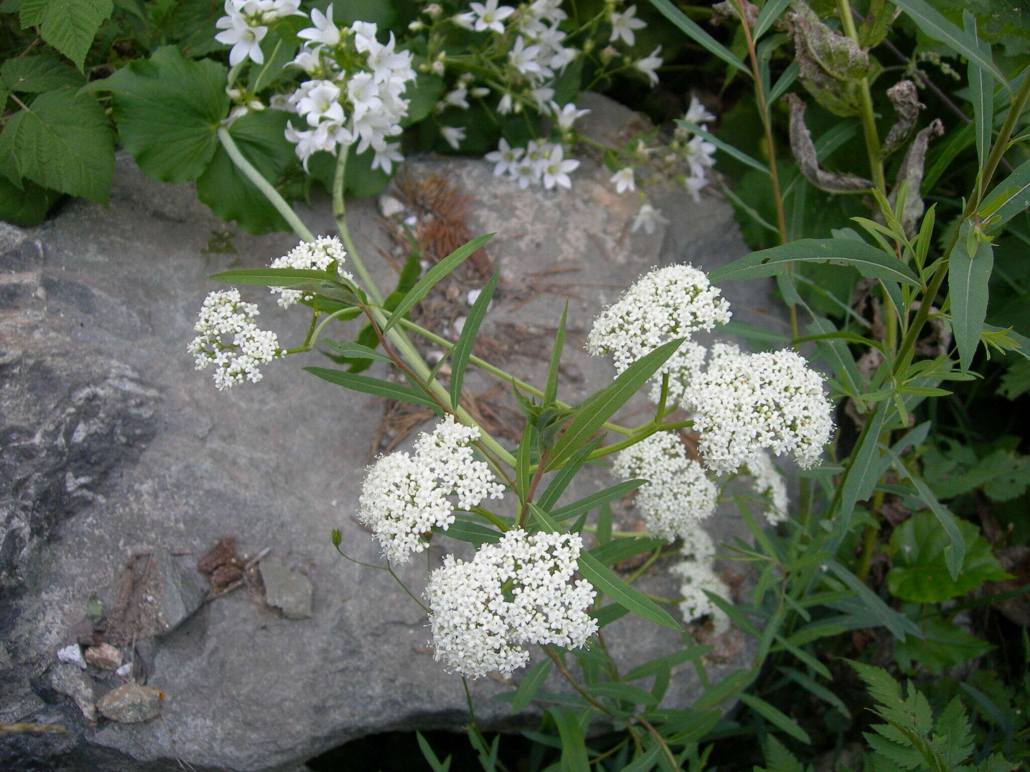 Image of Valeriana alliariifolia var. tiliifolia (Troitzk.) V. Avet.