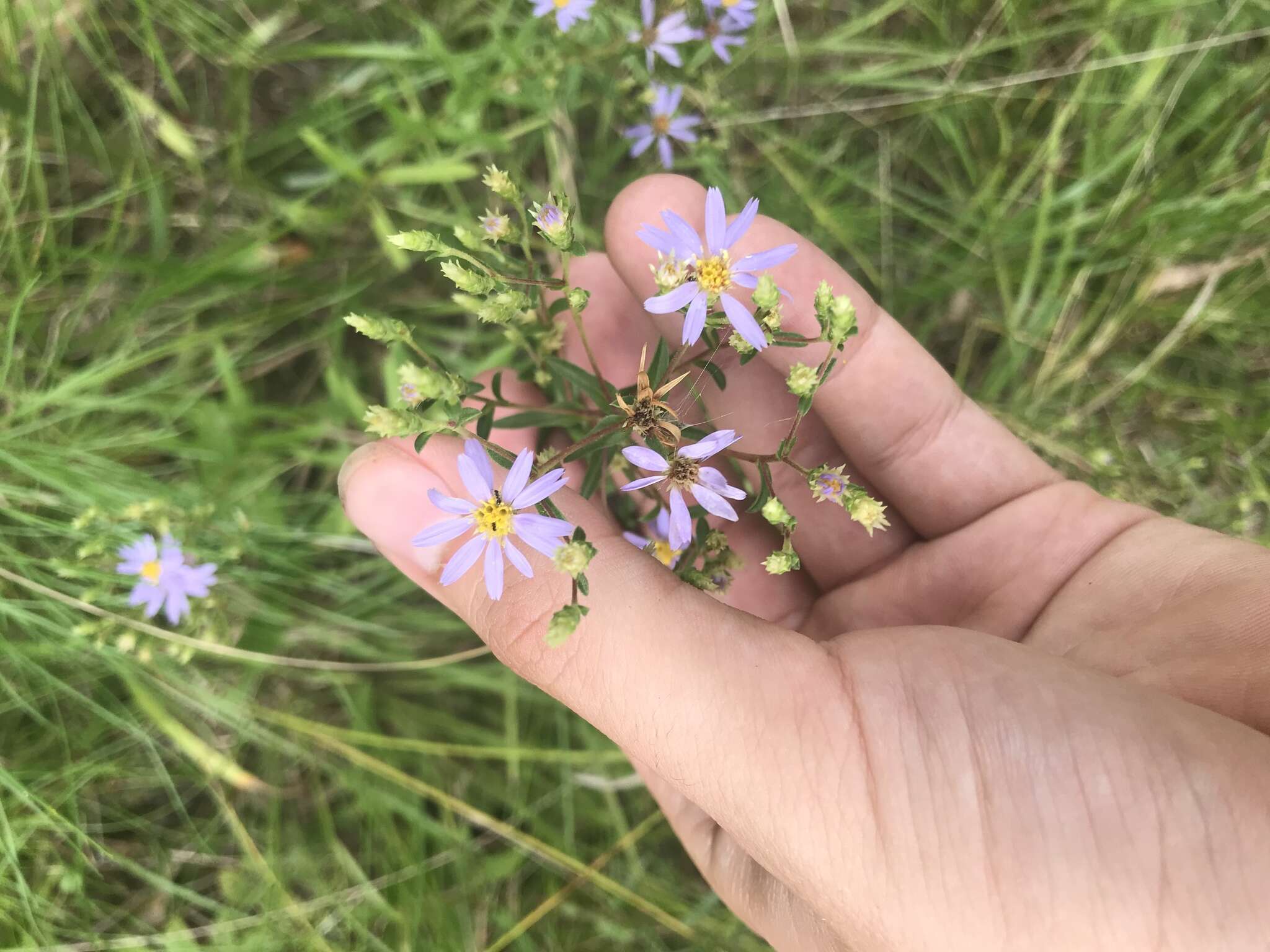 Image of slender aster