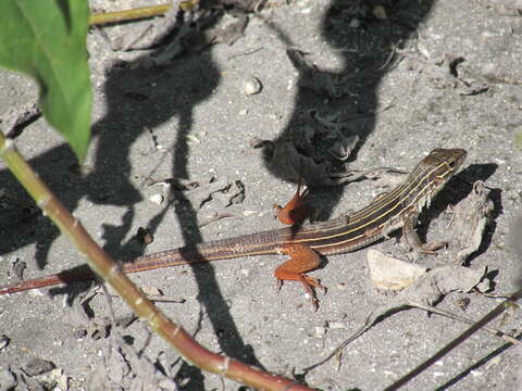 Image of YucatanWhiptail