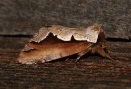 Image of Double-toothed Prominent