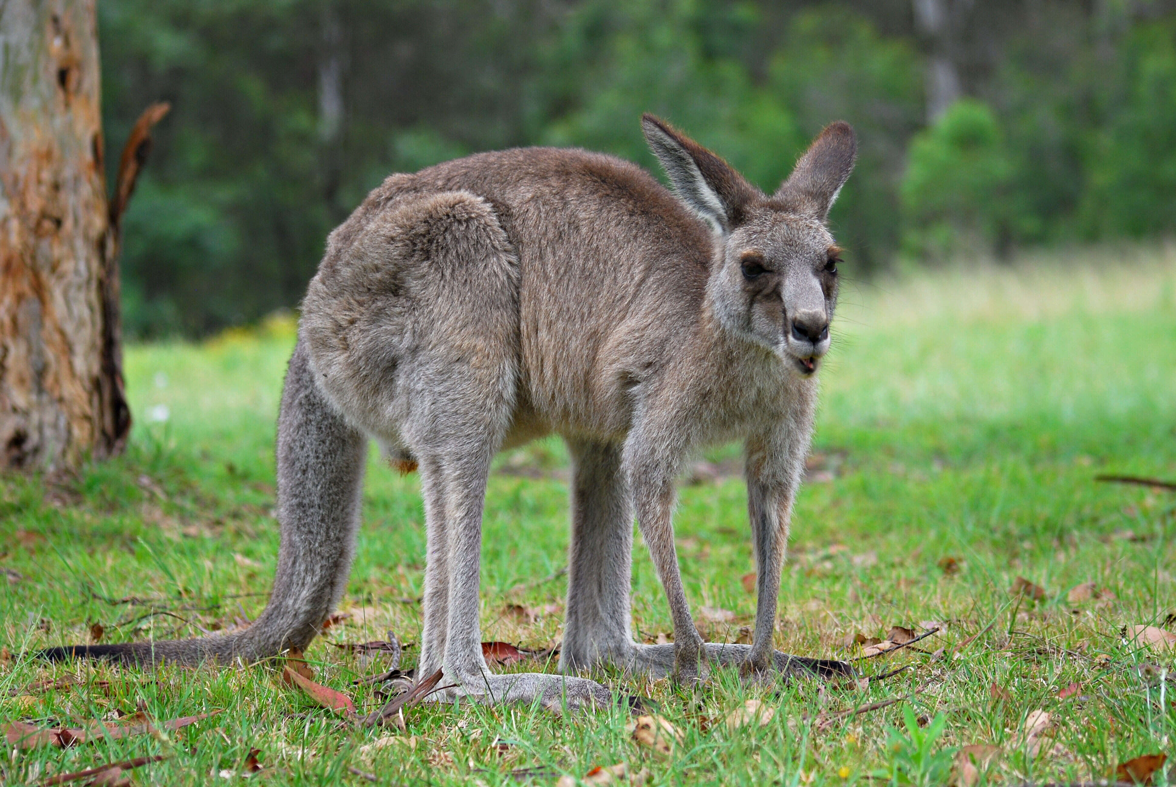 Image of kangaroo