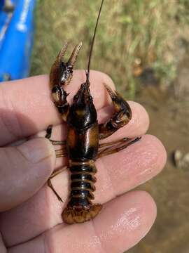 Image of <i>Cambarus clairitae</i> Schuster & Taylor 2016