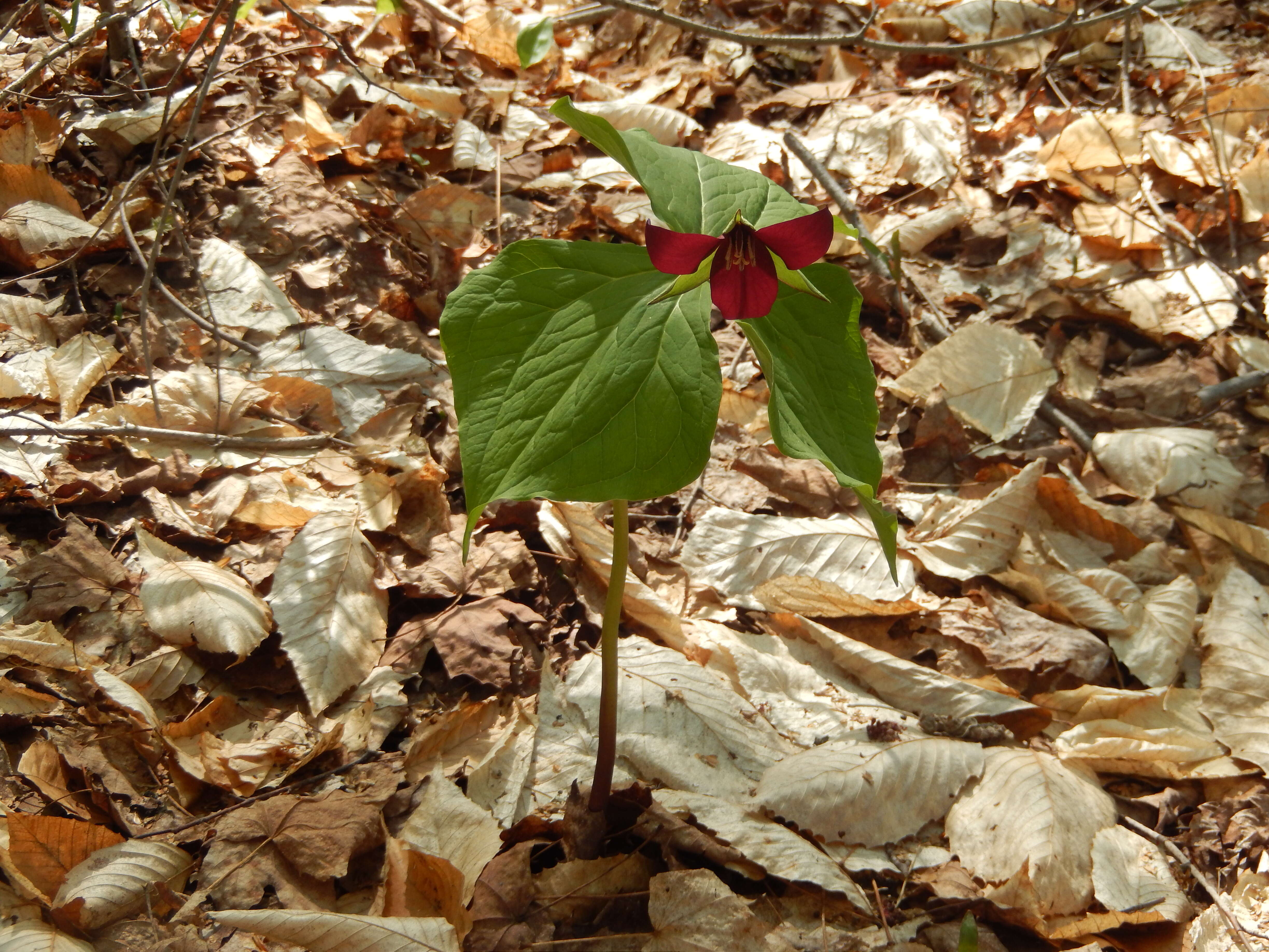 Image of red trillium