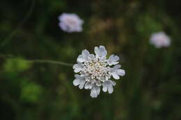 Image of Scabiosa praemontana Privalova