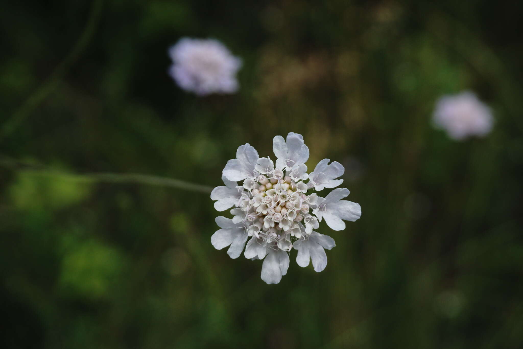 Imagem de Scabiosa praemontana Privalova