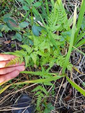 Image of Dryopteris inaequalis (Schltdl.) O. Kuntze