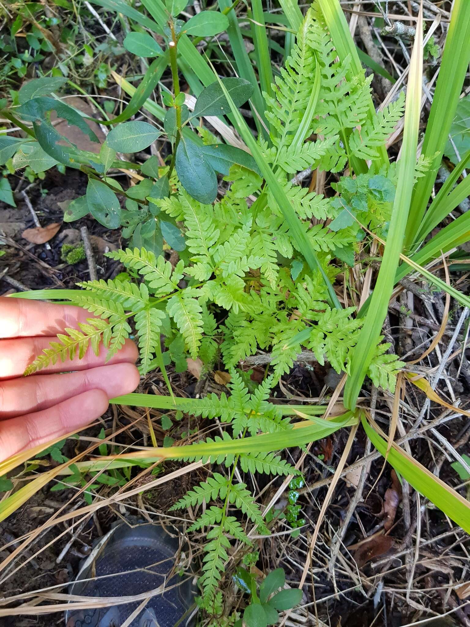 Imagem de Dryopteris inaequalis (Schltdl.) O. Kuntze