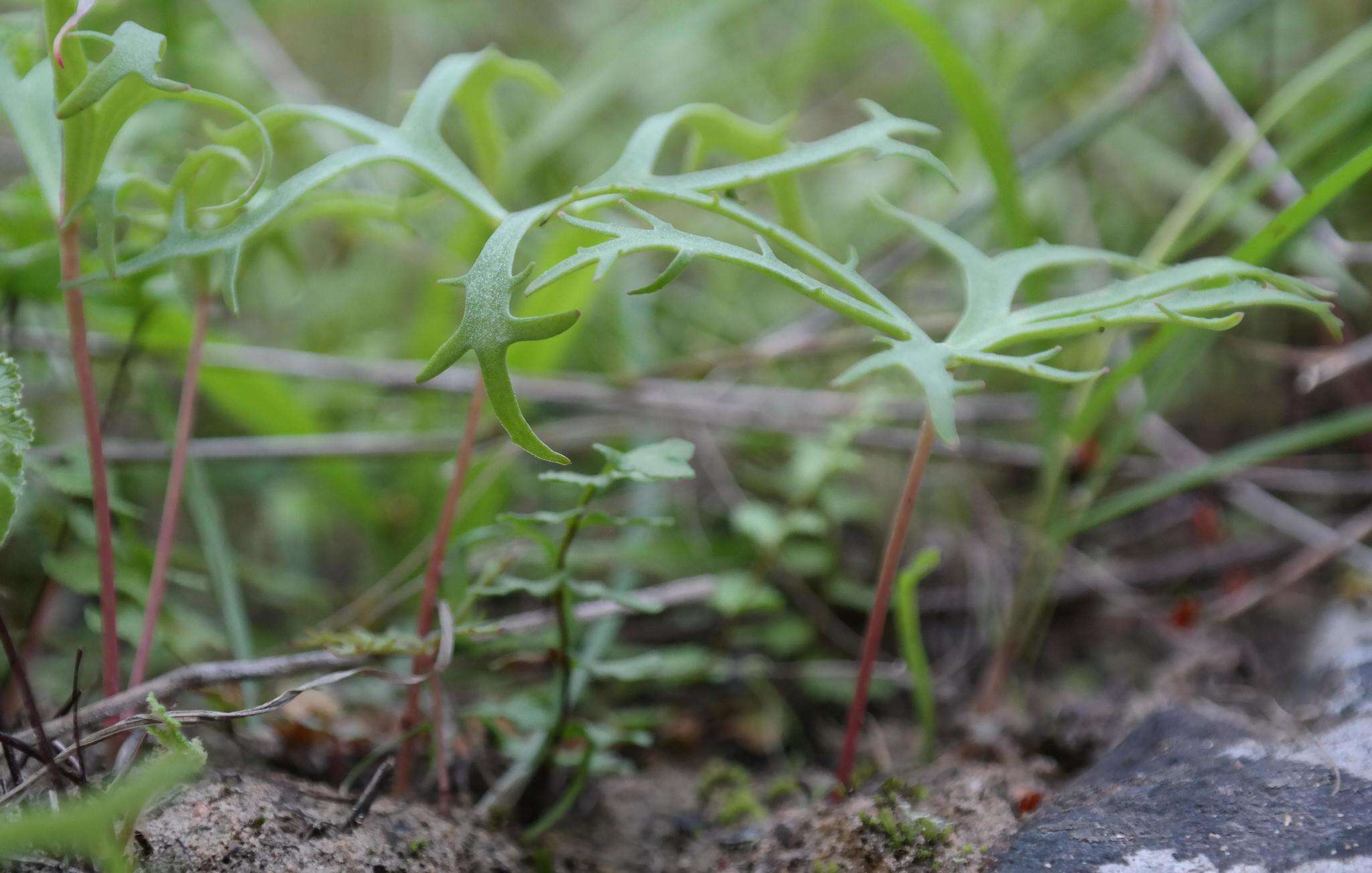 Image of Crassula alcicornis Schönl.