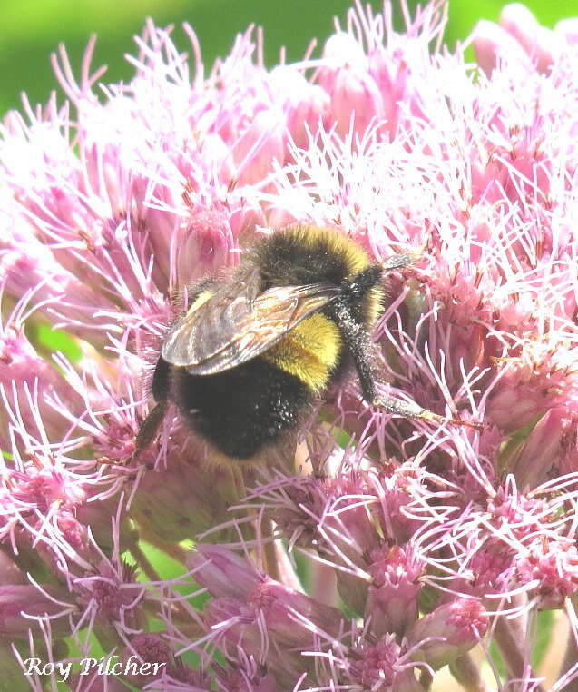 Image of Yellow-banded Bumblebee