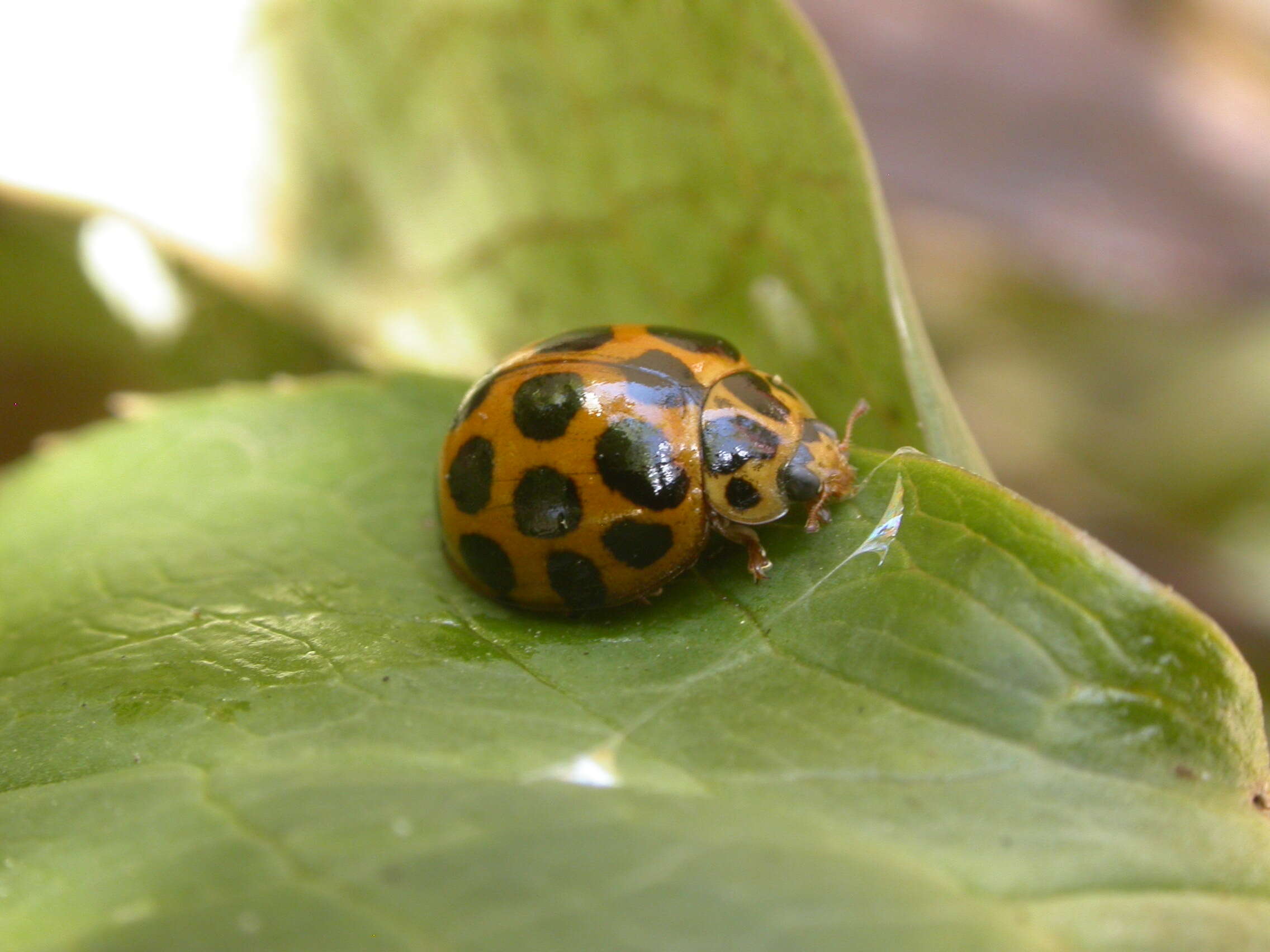 Image of Lady beetle