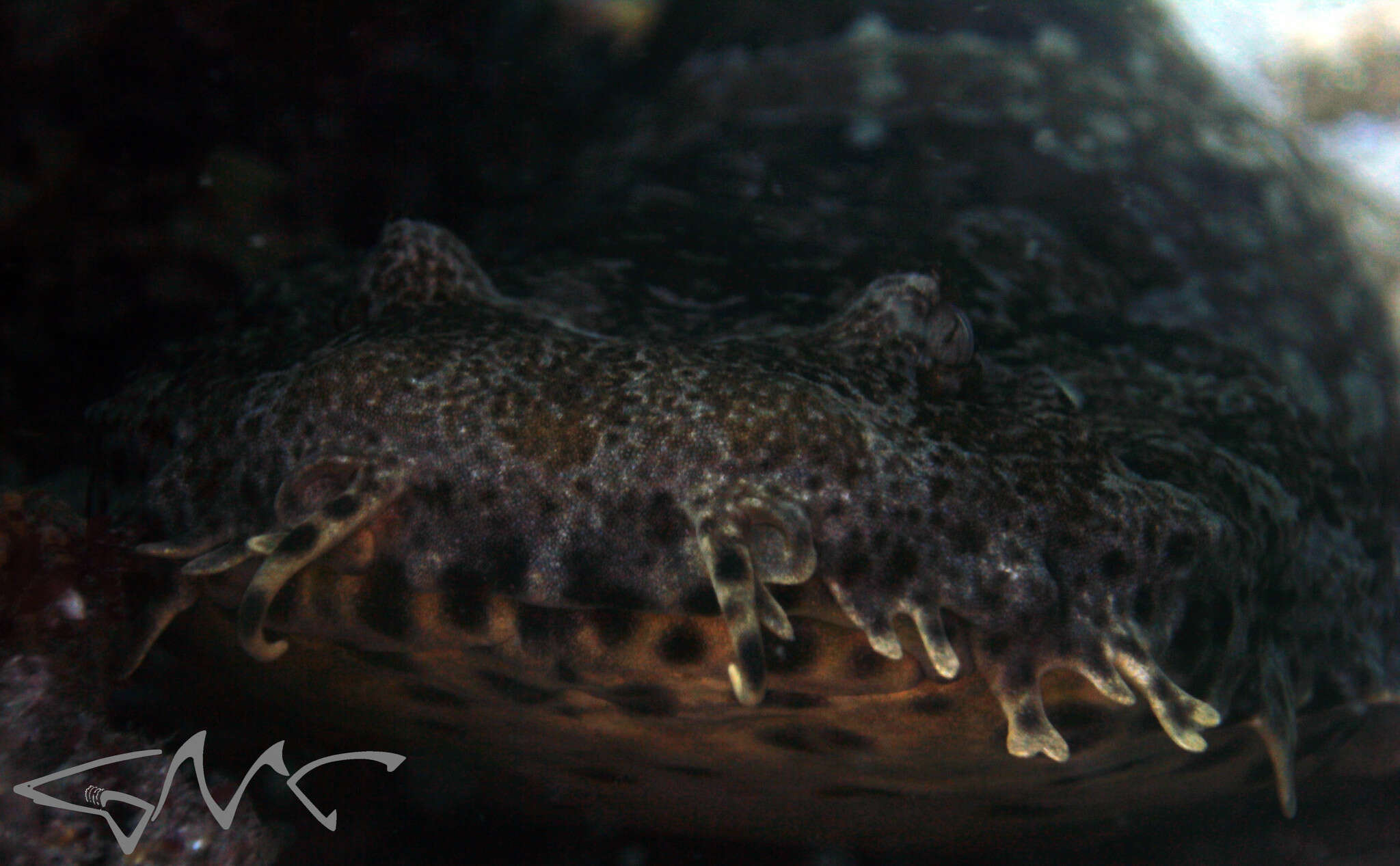 Image of Ornate Wobbegong