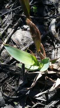 Image of Erect-Leaf Rosette Grass