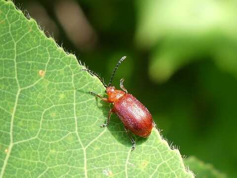 Image de Tricholochmaea cavicollis (J. L. Le Conte 1865)