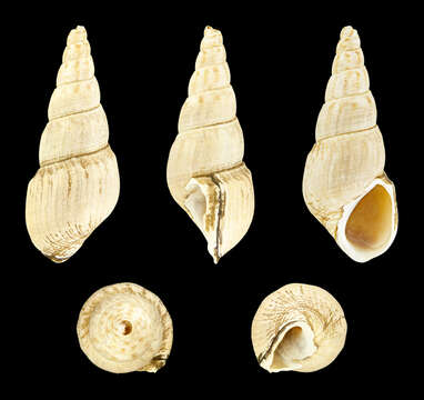 Image of Stenomelania costellaris (I. Lea & H. C. Lea 1851)