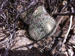 Image of Owl's eye cactus