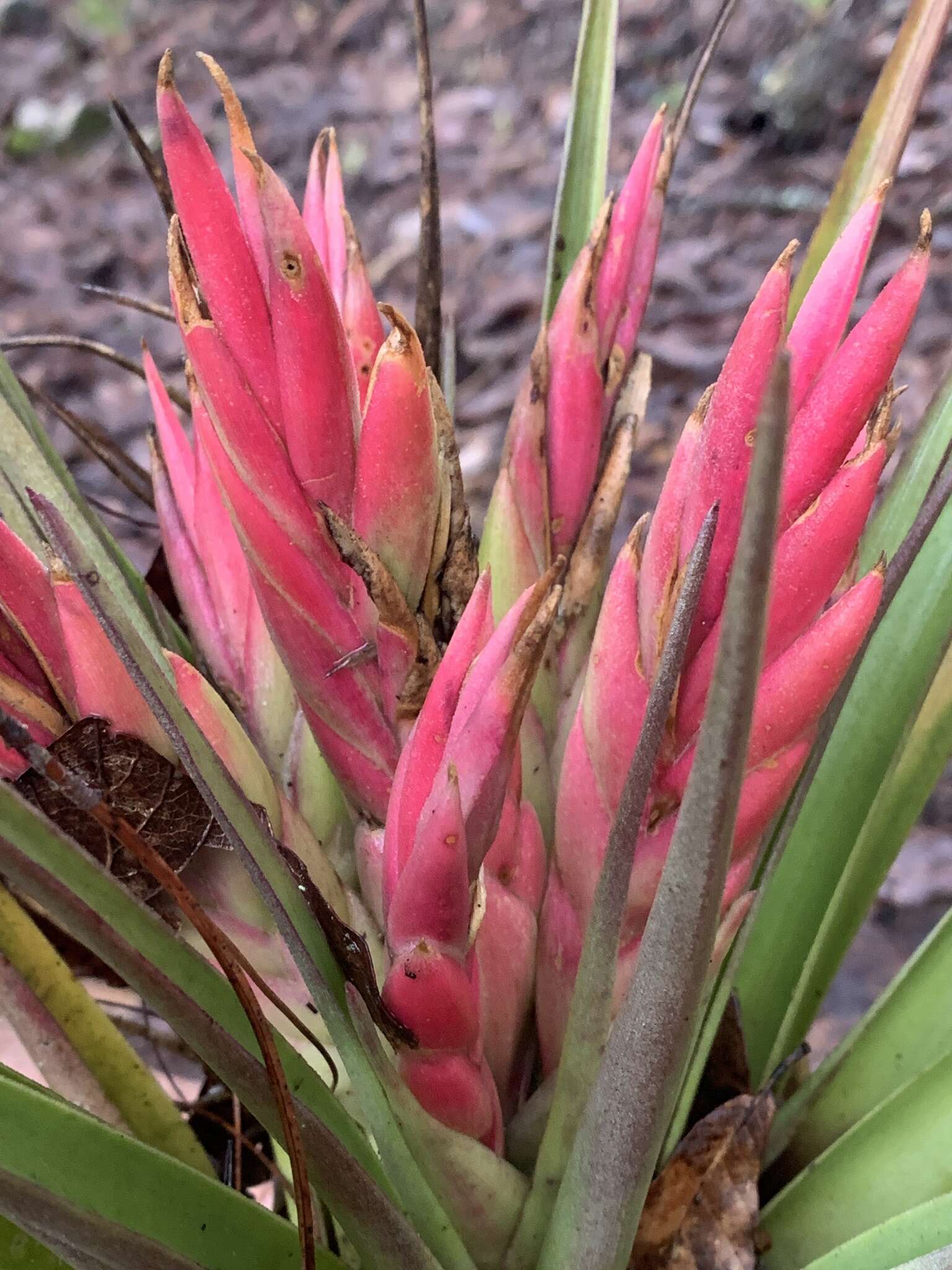 Image of Tillandsia carlsoniae L. B. Sm.