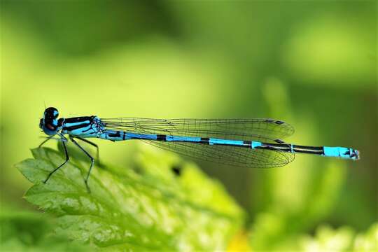 Image of Azure Bluet