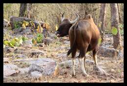 Image of Gaur