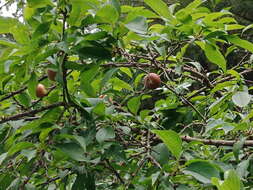 Image of Chinese pear