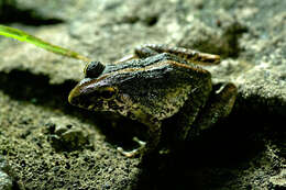 Image of Fitzinger's Robber Frog