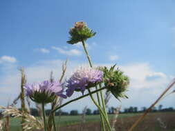 Слика од Knautia arvensis (L.) Coulter