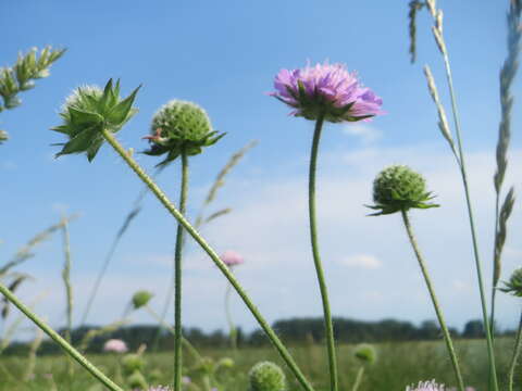 Слика од Knautia arvensis (L.) Coulter