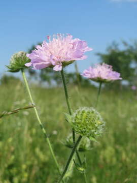 Слика од Knautia arvensis (L.) Coulter