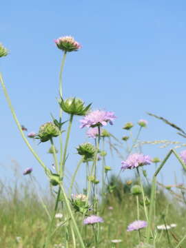 Слика од Knautia arvensis (L.) Coulter