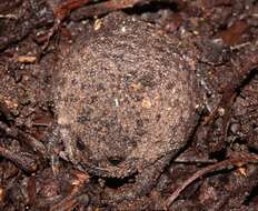 Image of Black Rain Frog