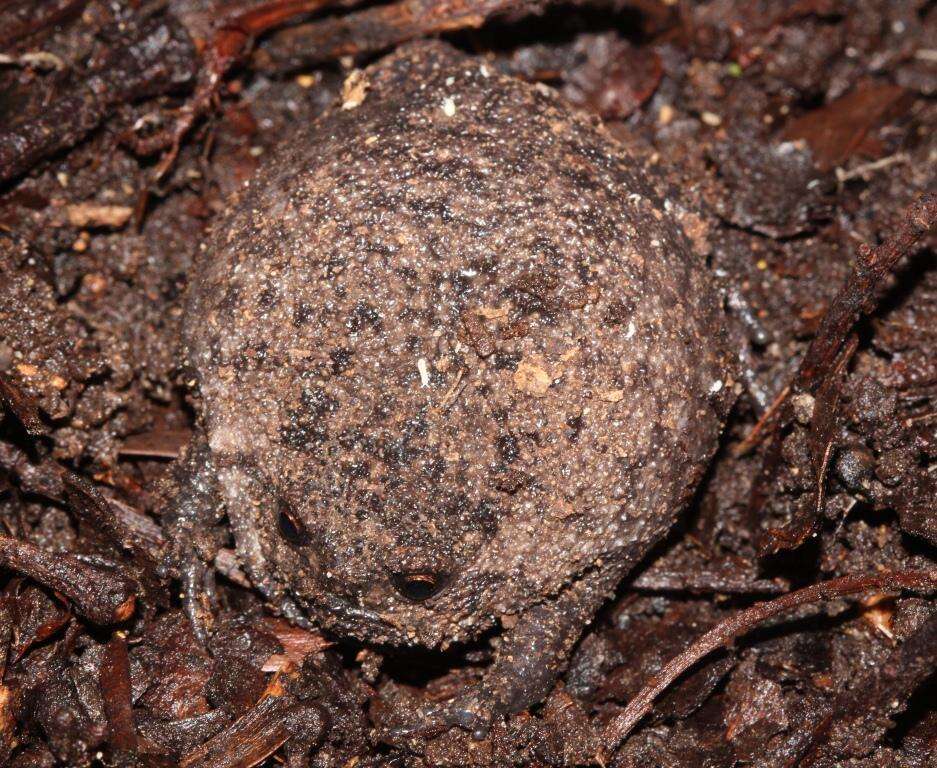 Image of Black Rain Frog