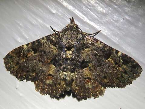 Image of Common Fungus Moth