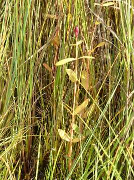 Imagem de Triadenum japonicum (Bl.) Makino