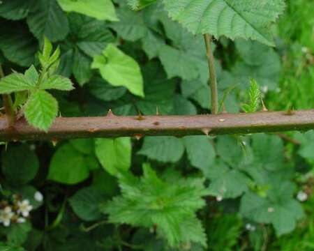 Image of Rubus warrenii Sudre