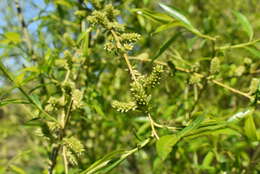 Image of Salix pierotii Miq.