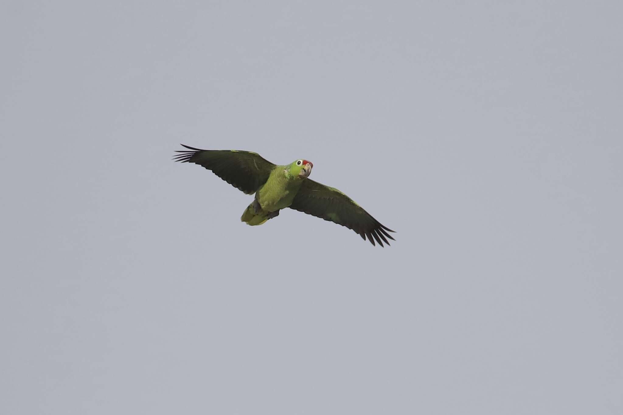 Image of Amazona autumnalis salvini (Salvadori 1891)