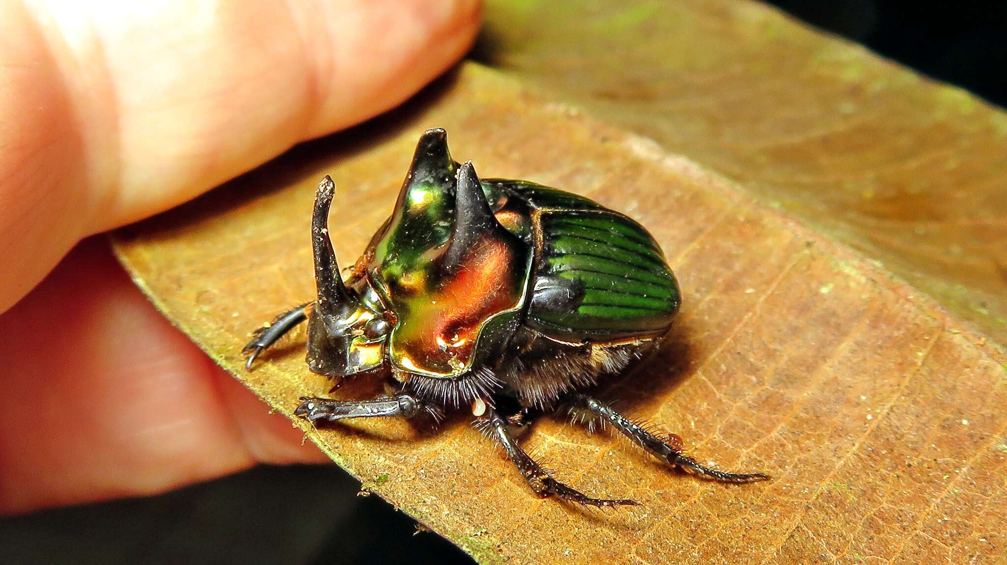 Imagem de Phanaeus (Notiophanaeus) splendidulus (Fabricius 1781)