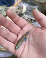 صورة Etheostoma lachneri Suttkus & Bailey 1994