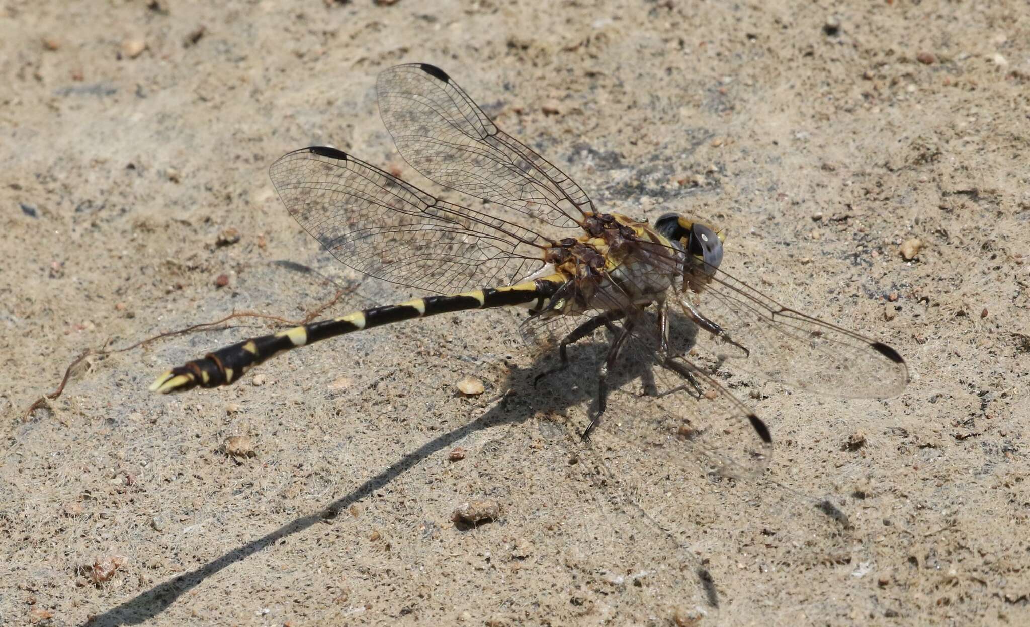 صورة Progomphus borealis McLachlan ex Selys 1873