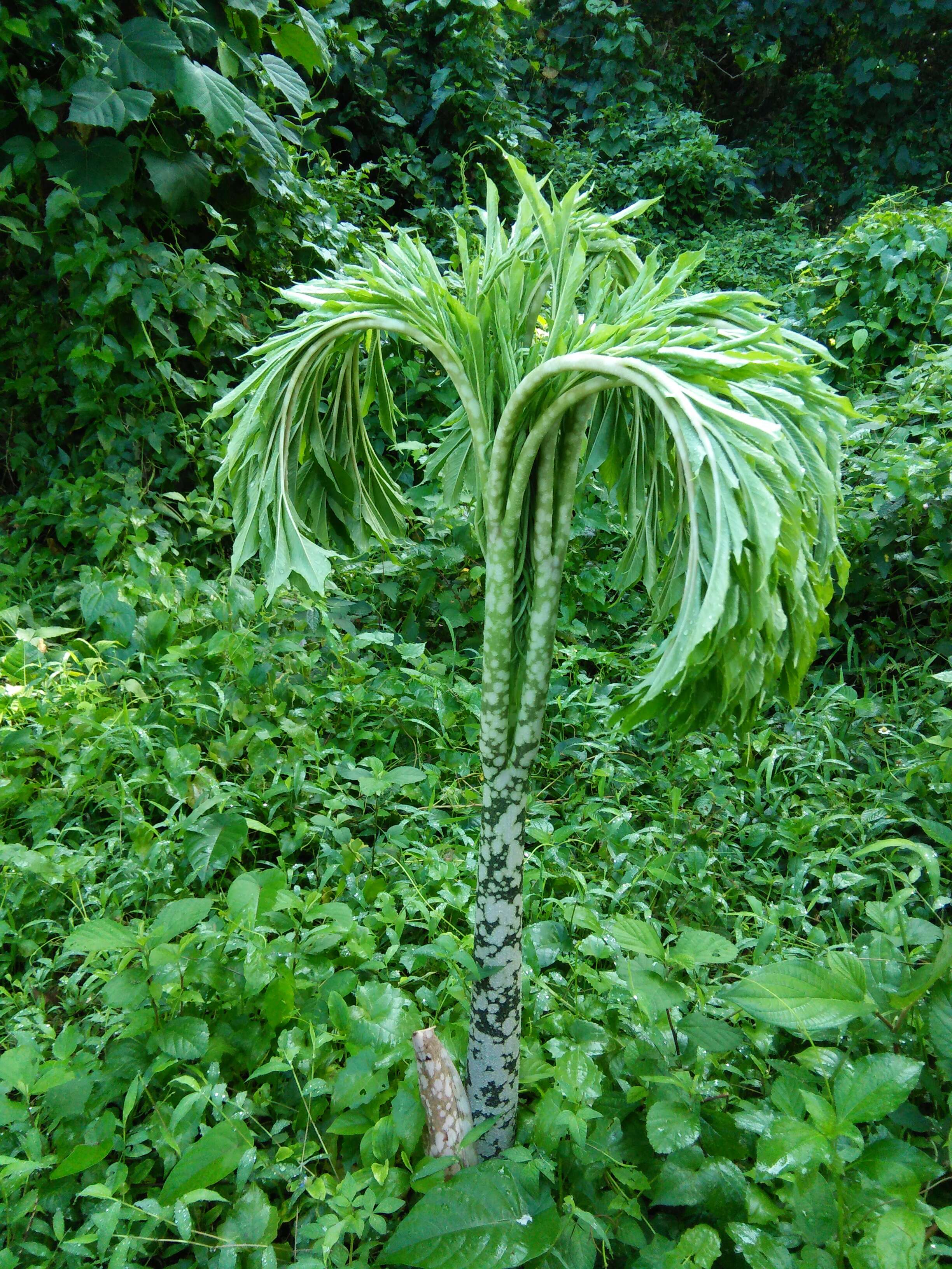 Image of Elephant foot yam