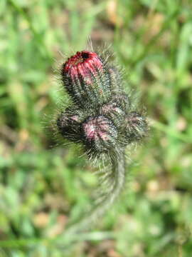 Imagem de Pilosella aurantiaca (L.) Sch. Bip., F. W. Schultz & Sch. Bip.