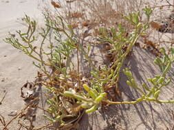 Image of Tetraena coccinea (L.) Beier & Thulin