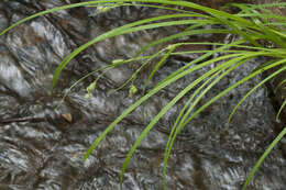 Image of Carex augustinowiczii Meinsh.