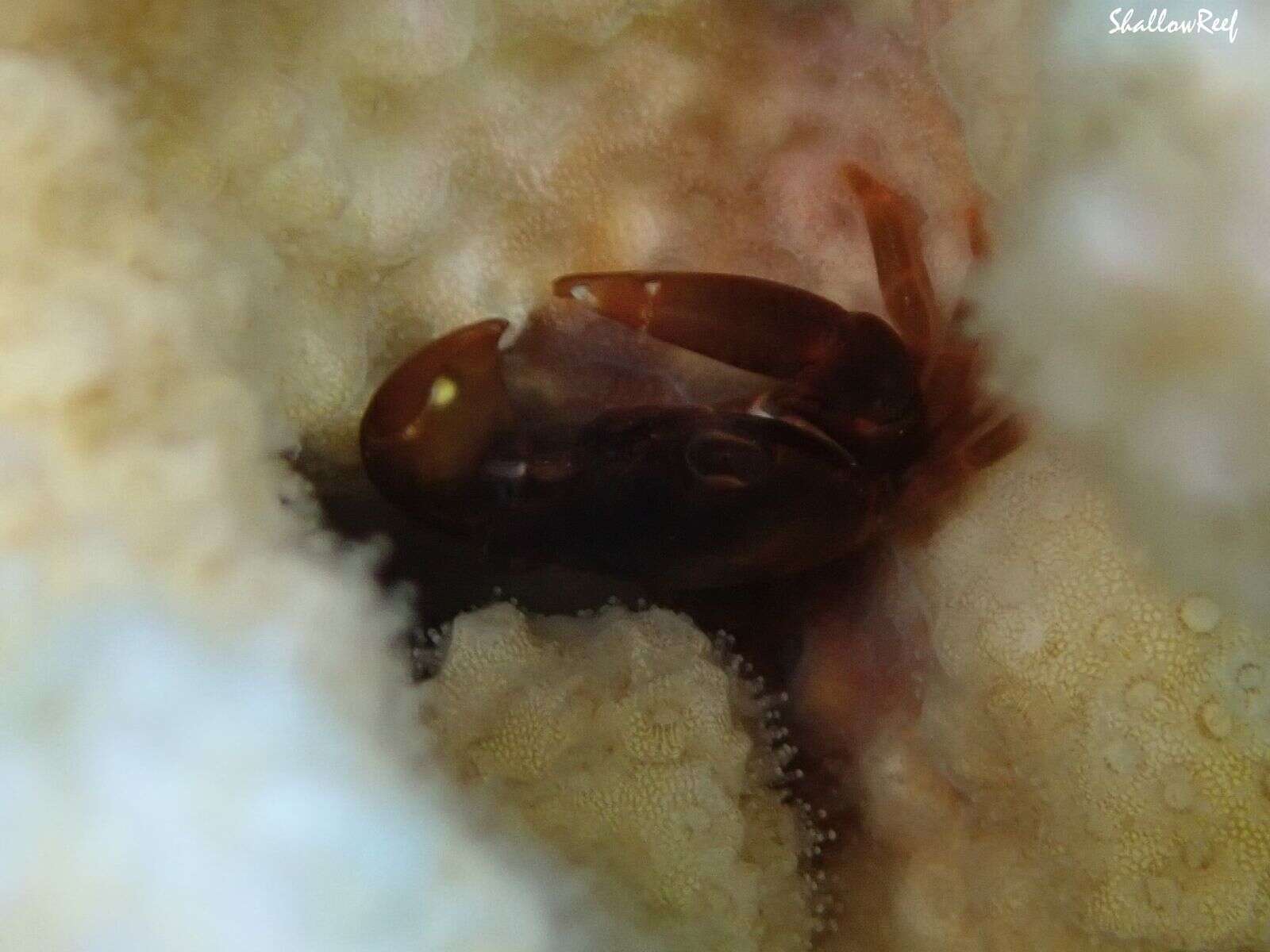 Image of brown guard crab